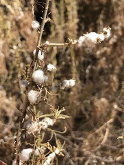 Amonostherium lichtensioides