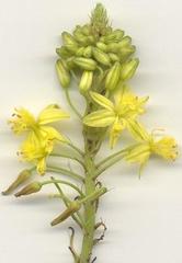 Bulbine asphodeloides