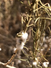 Amonostherium lichtensioides