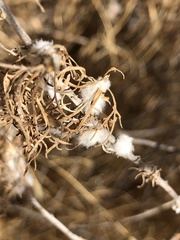 Amonostherium lichtensioides