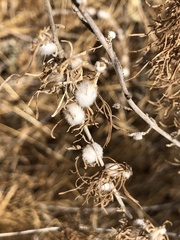 Amonostherium lichtensioides