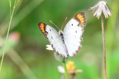 Colotis etrida etrida
