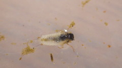 Trichoptera