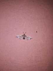 Neoleucinodes elegantalis