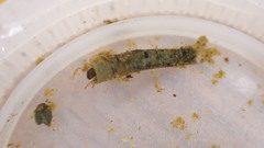Trichoptera