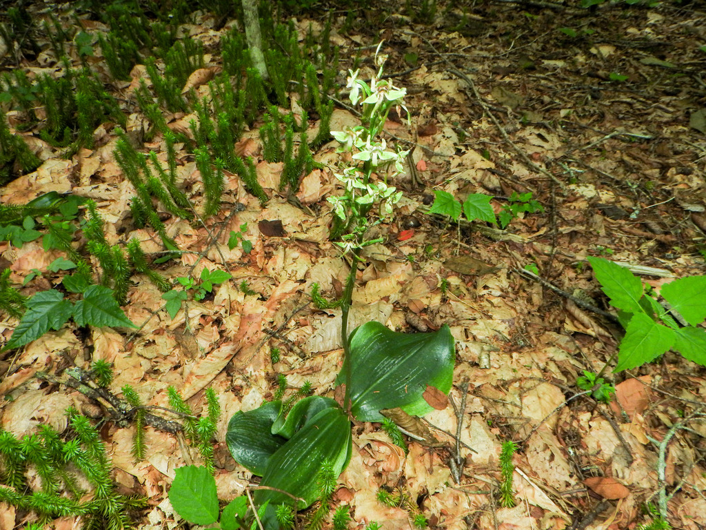 Platanthera orbiculata