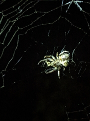 Araneus bicentenarius