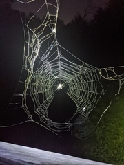 Araneus bicentenarius