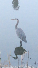 Ardea herodias