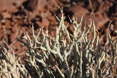 Anthacanthae