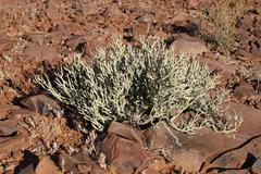 Anthacanthae
