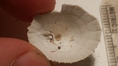 Puncturella multistriata