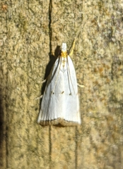 Argyria gonogramma
