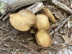 Retiboletus vinaceipes