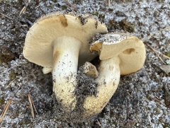 Tylopilus rhodoconius