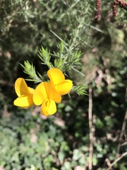 Ulex europaeus