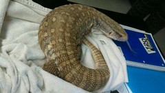 Varanus exanthematicus