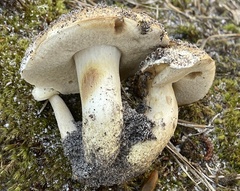 Tylopilus rhodoconius