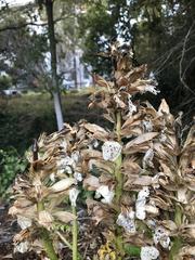 Acanthus