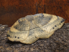 Syncirsodes primata