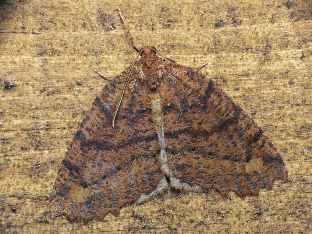 Franciscoia