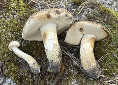 Tylopilus rhodoconius