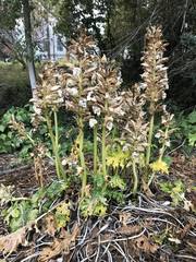 Acanthus