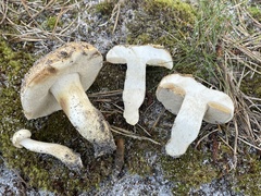 Tylopilus rhodoconius