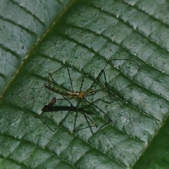 Zelus annulosus