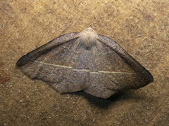 Syncirsodes primata