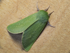 Jochroa chlorogastra