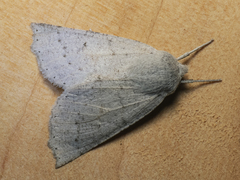 Mallomus