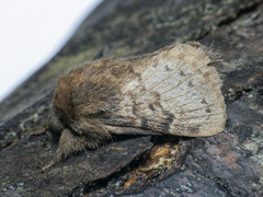 Macromphalia ancilla