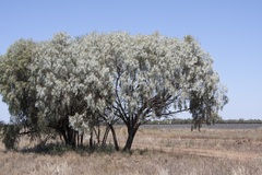 Acacia pendula