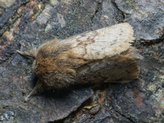 Macromphalia ancilla