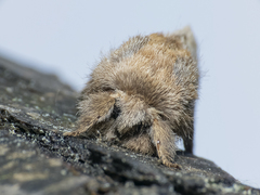 Macromphalia ancilla