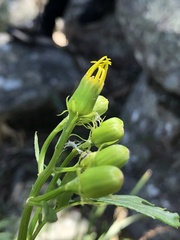 Senecio vagus