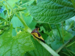 Hyphinoe camelus