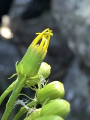 Senecio vagus
