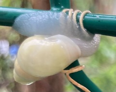Drymaeus sulphureus