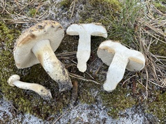 Tylopilus rhodoconius