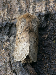 Macromphalia ancilla