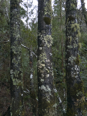 Nothofagus obliqua