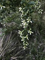 Baccharis pilularis