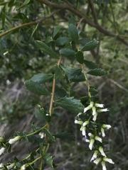 Baccharis pilularis