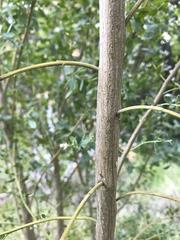 Baccharis pilularis