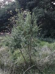 Baccharis pilularis