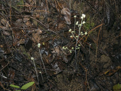 Adiantum chilense scabrum