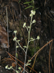 Adiantum chilense scabrum