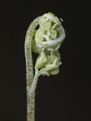 Adiantum chilense scabrum